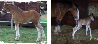 Clydesdale Foal - Nickweb Cosmo